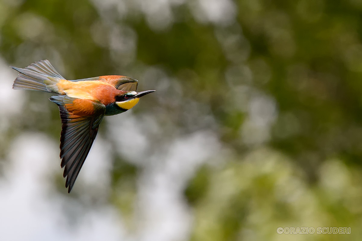 Merops apiaster