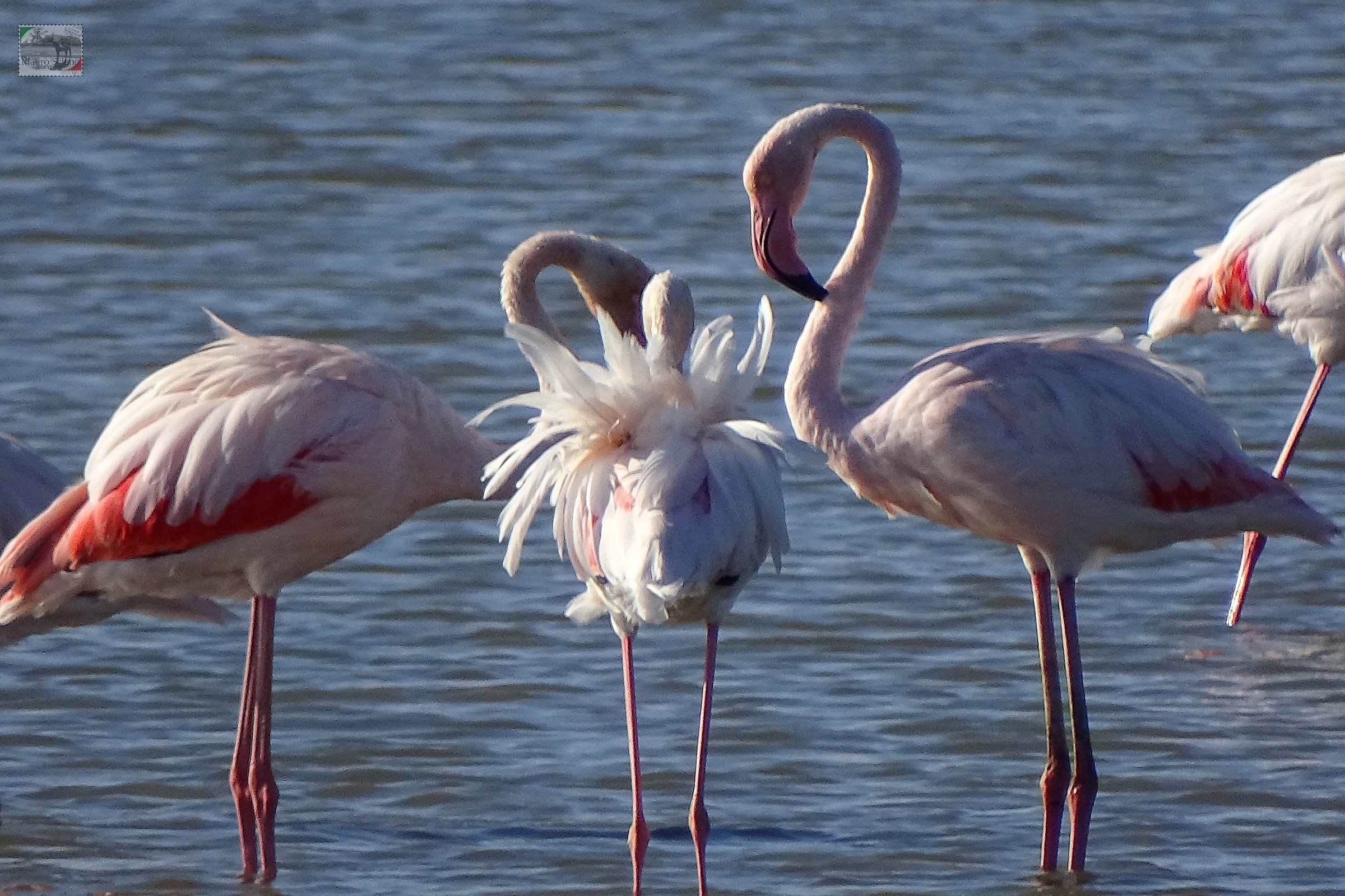 Flamingos
