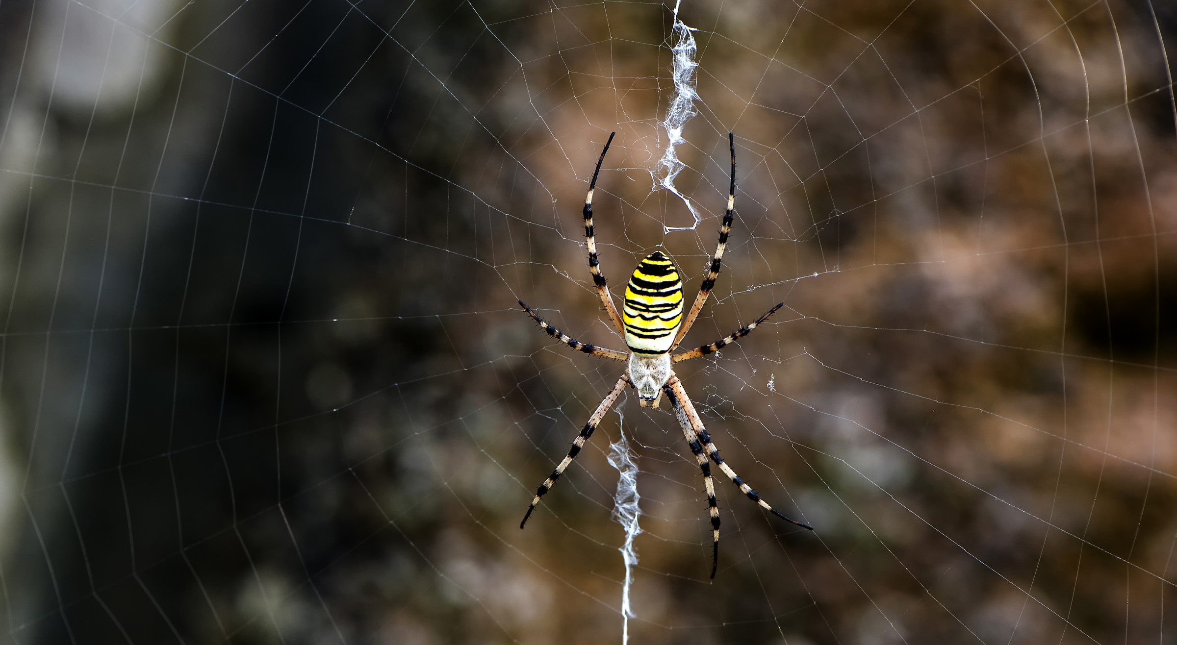 Argiope bruennichi
