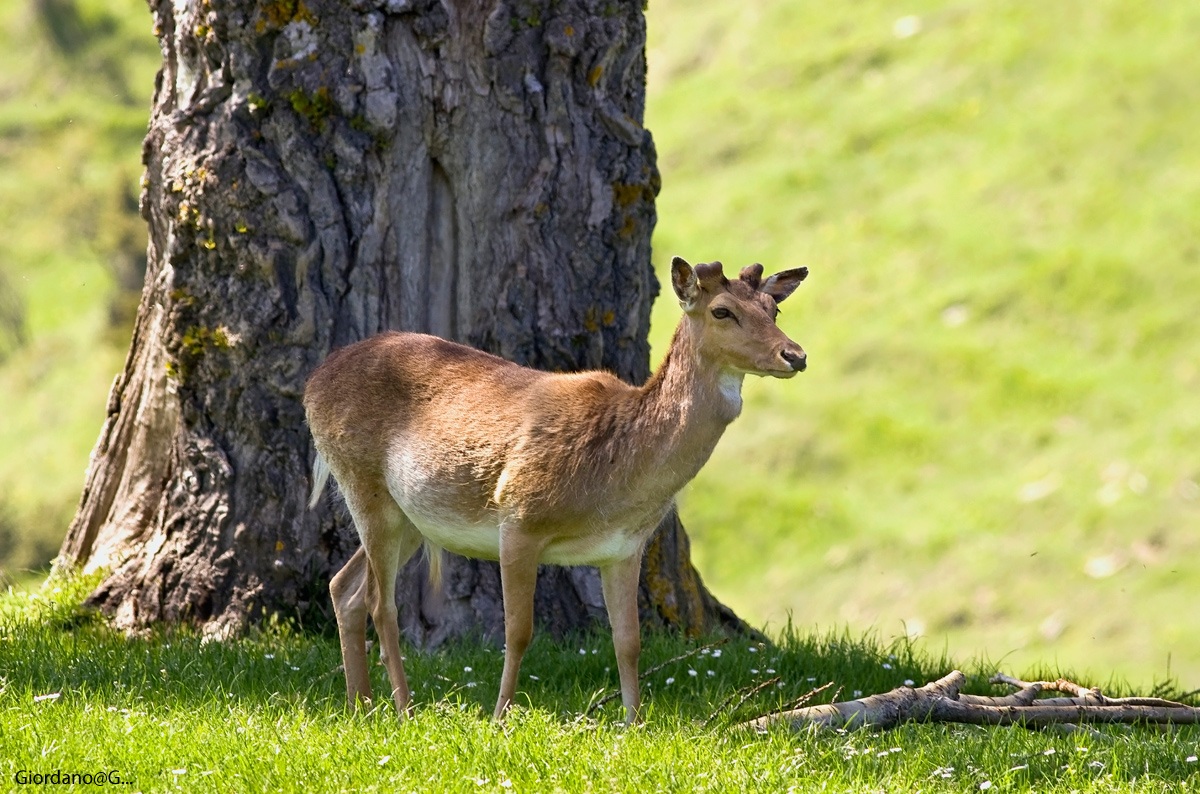 Daino ...con il palco nuovo