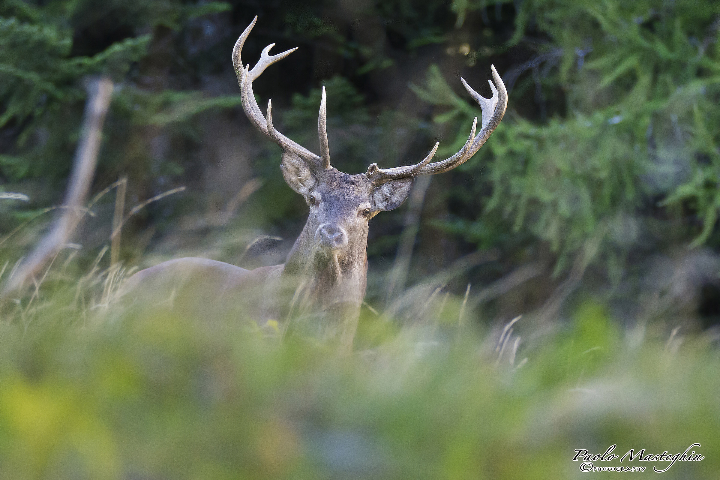 The king of the forest ...