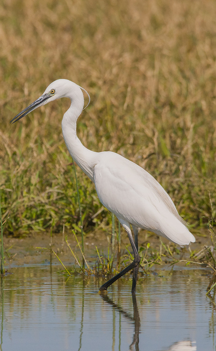 Egret