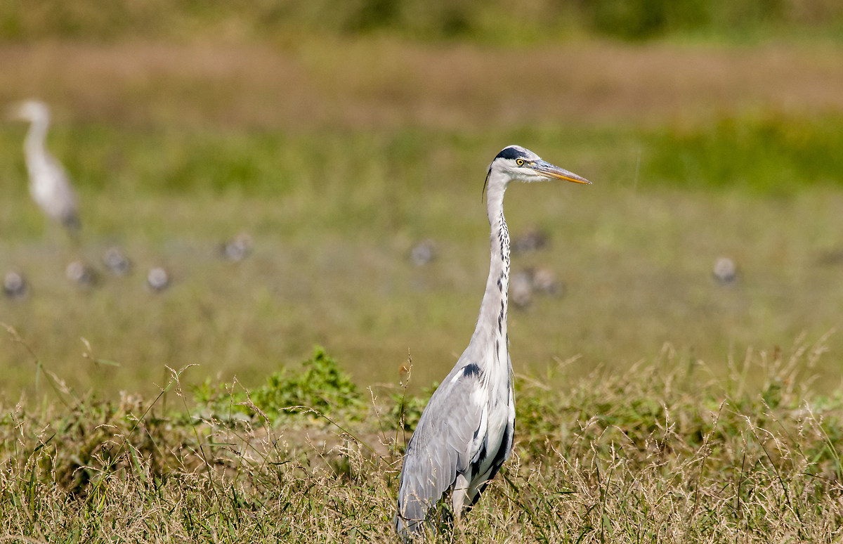 Grey Heron
