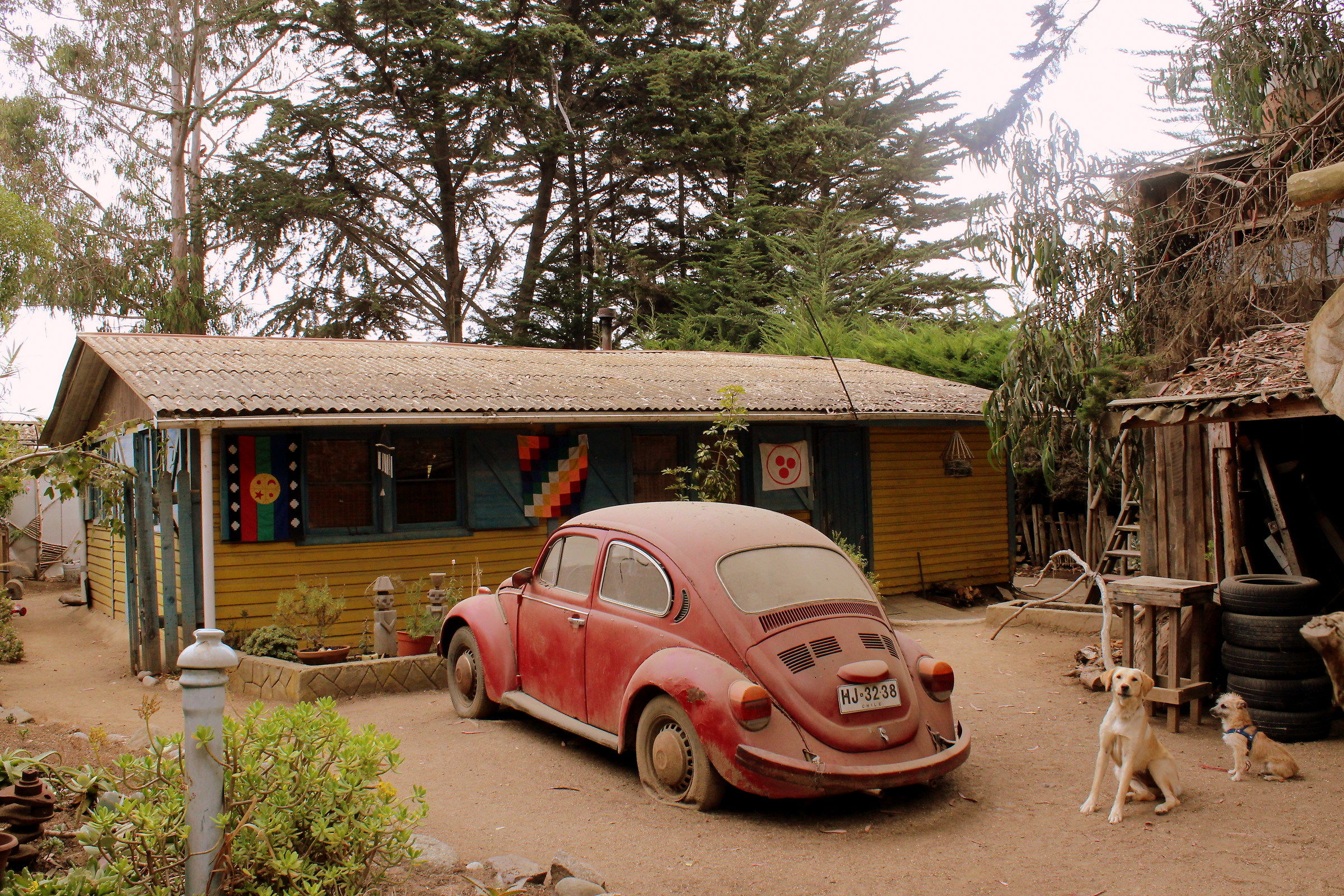 Wagon, banderas y perros