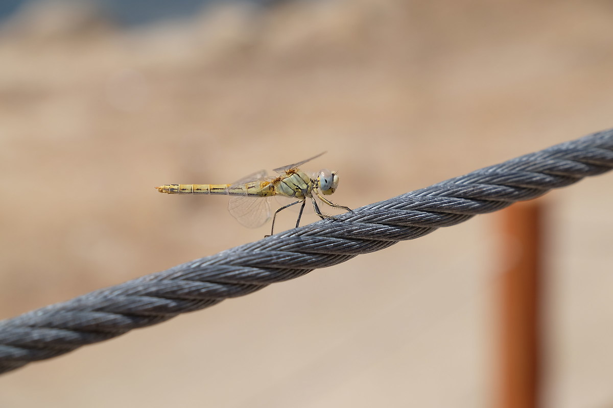 Dragonfly