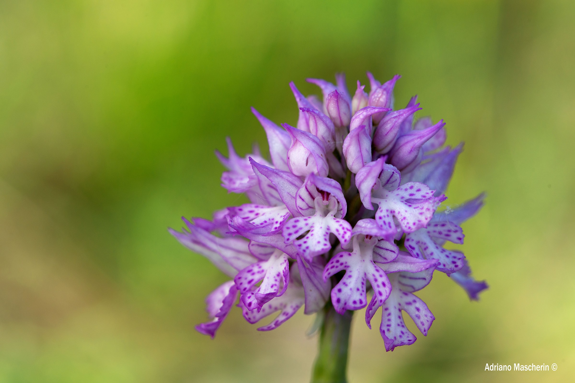 Orchis Tridentata
