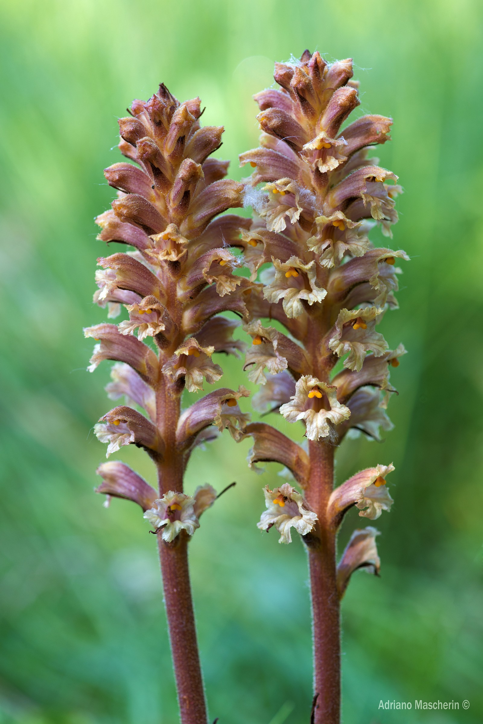 Orobanche Alba