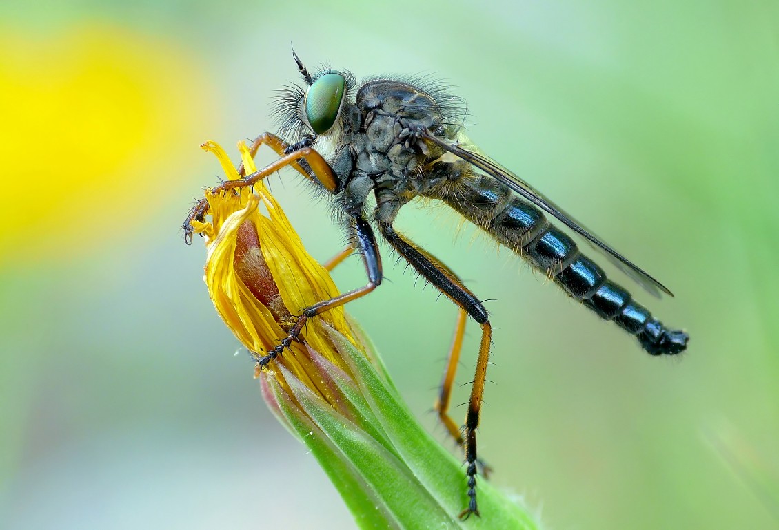 Asilus crabroniformis