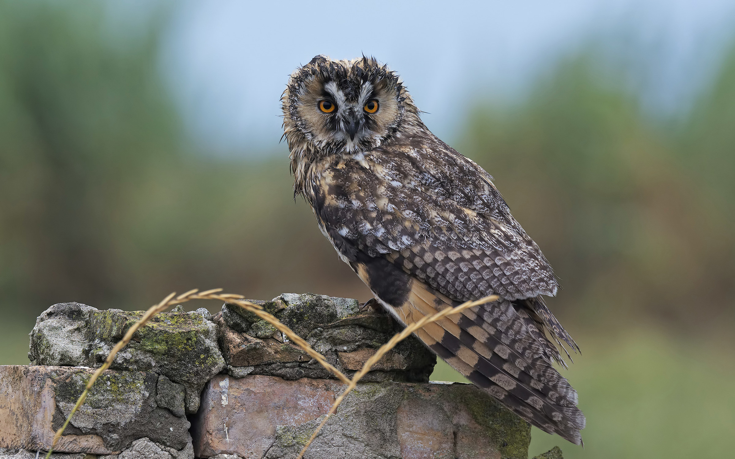 Gufo comune ( Asio otus)