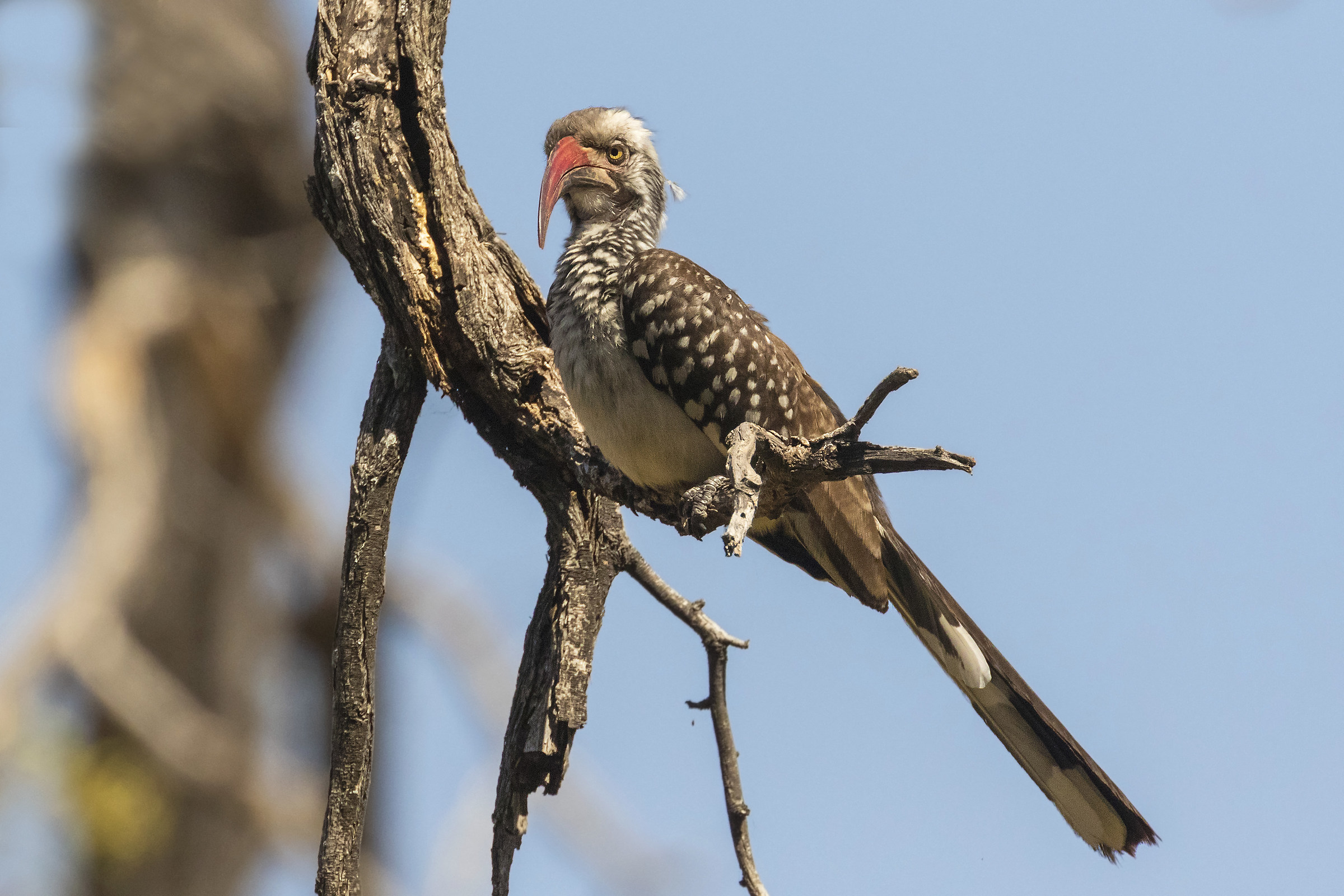 Red-billed hornbill