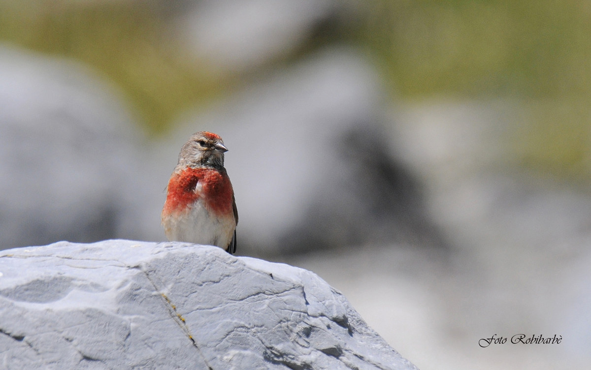 Un fanello di petto...