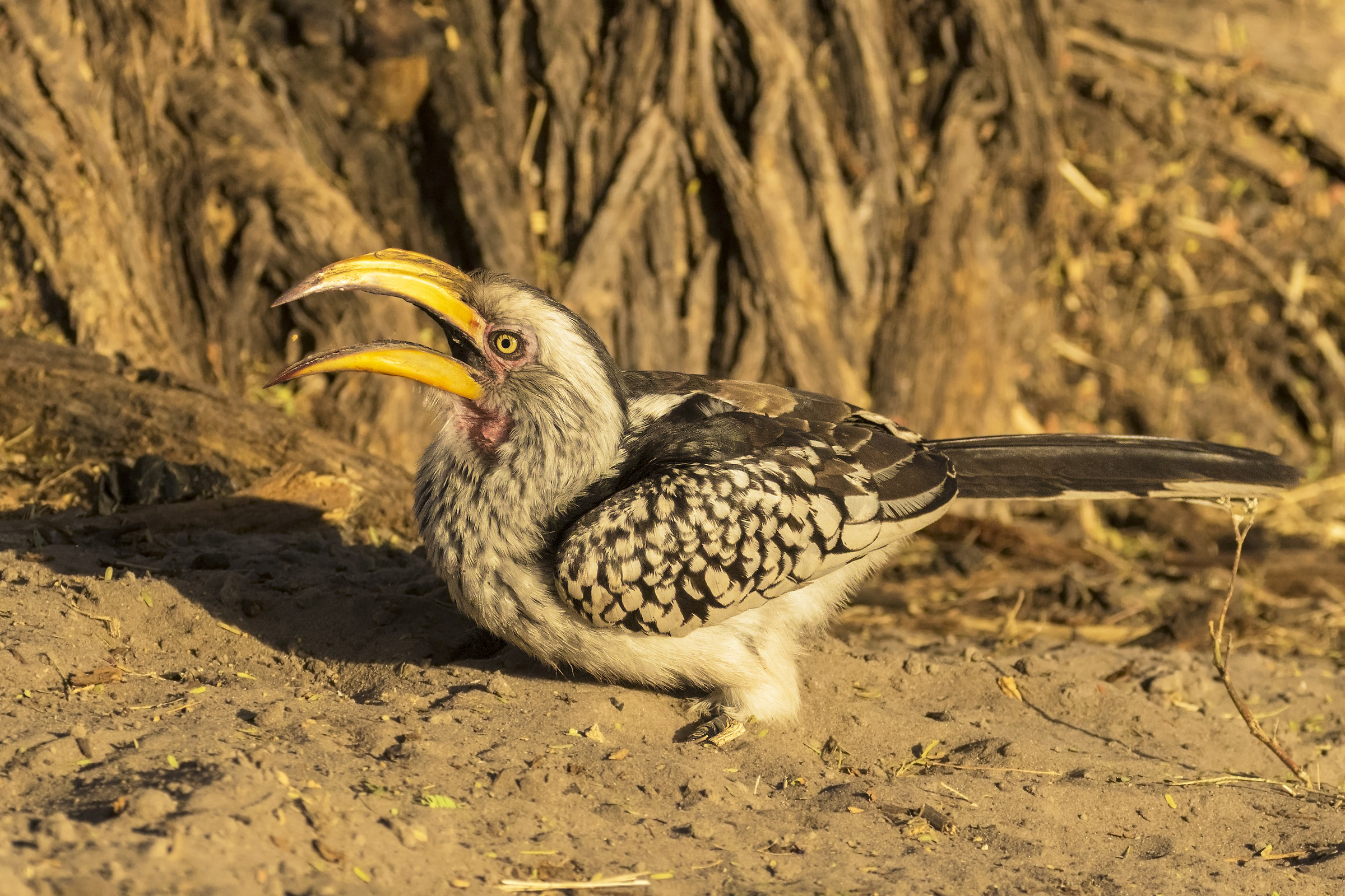 Yellow-billed Hornbill