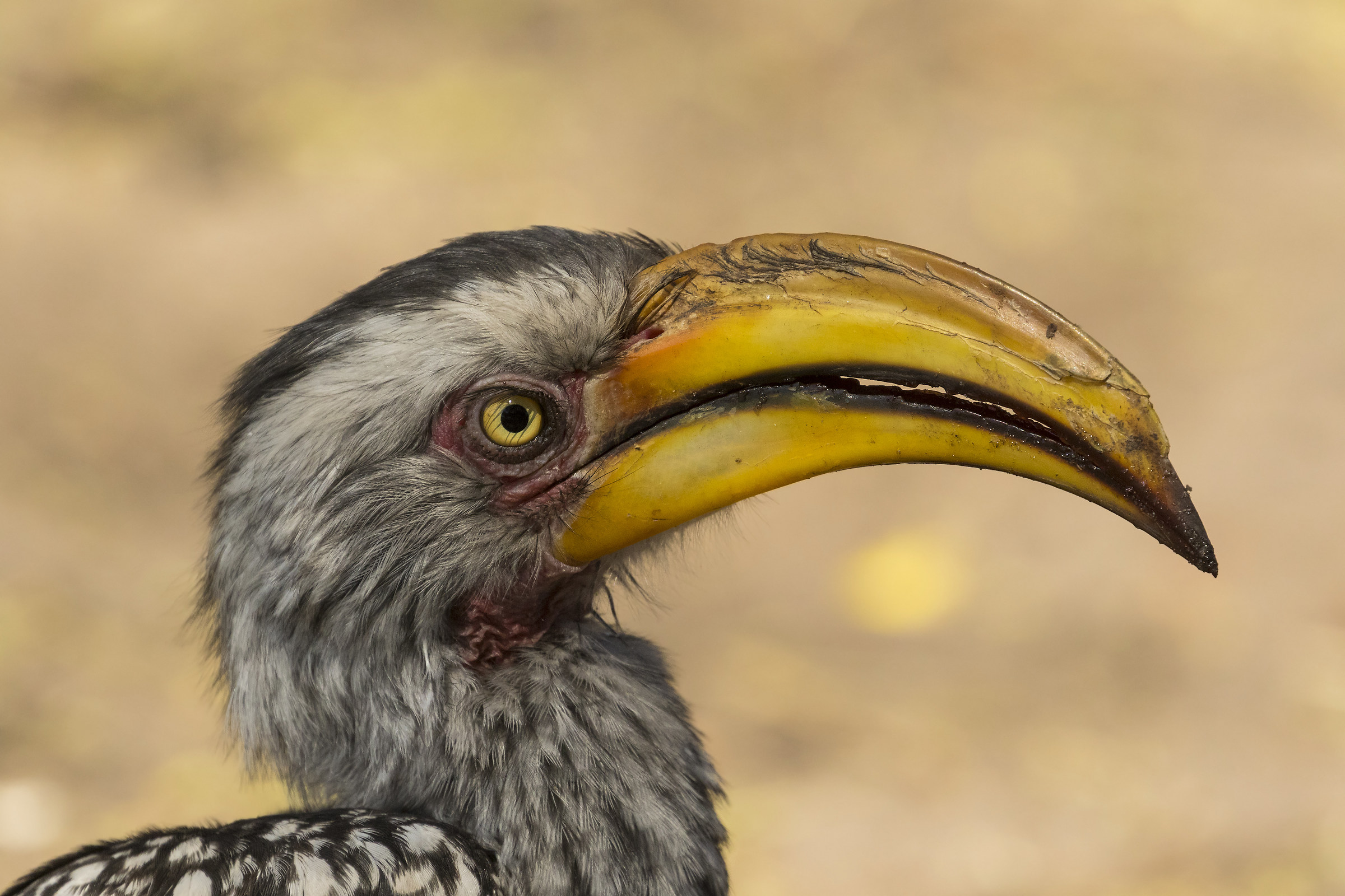 Yellow-billed Hornbill