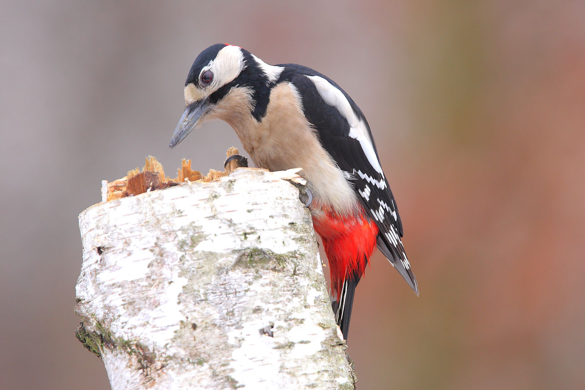Woodpecker