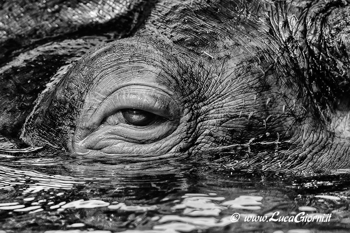 Portrait close hippopotamus (animal in captivity)