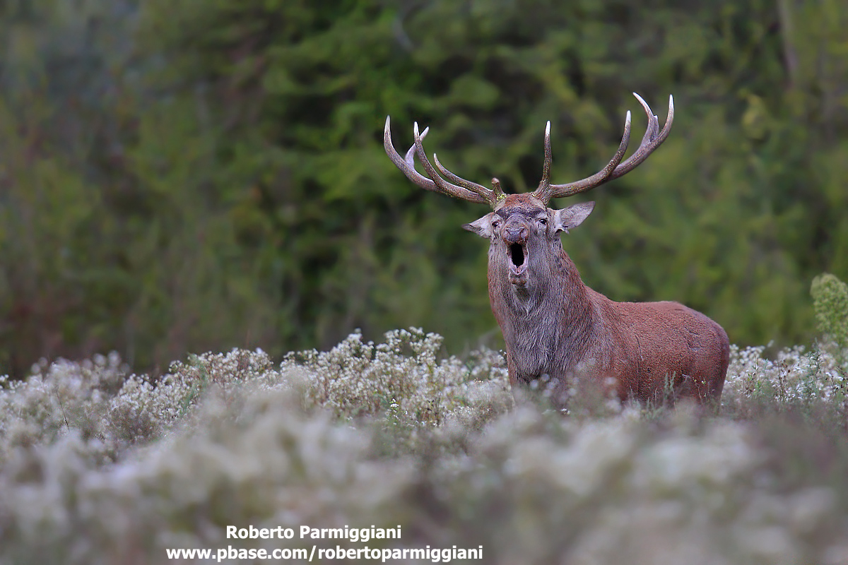 The warrior among the flowers