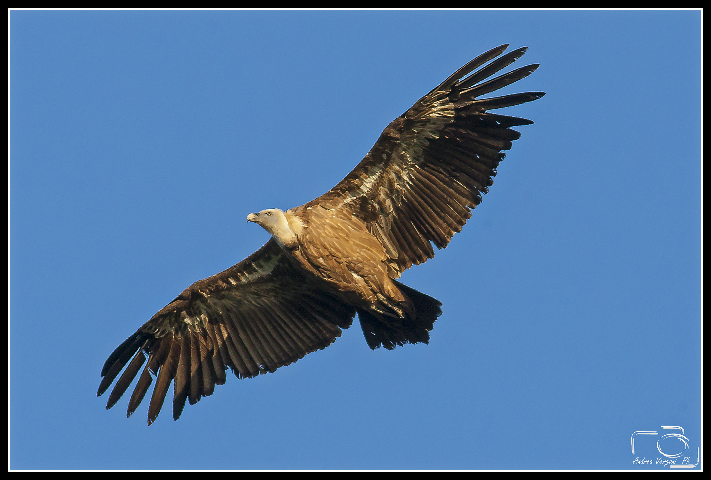 The giant of the air