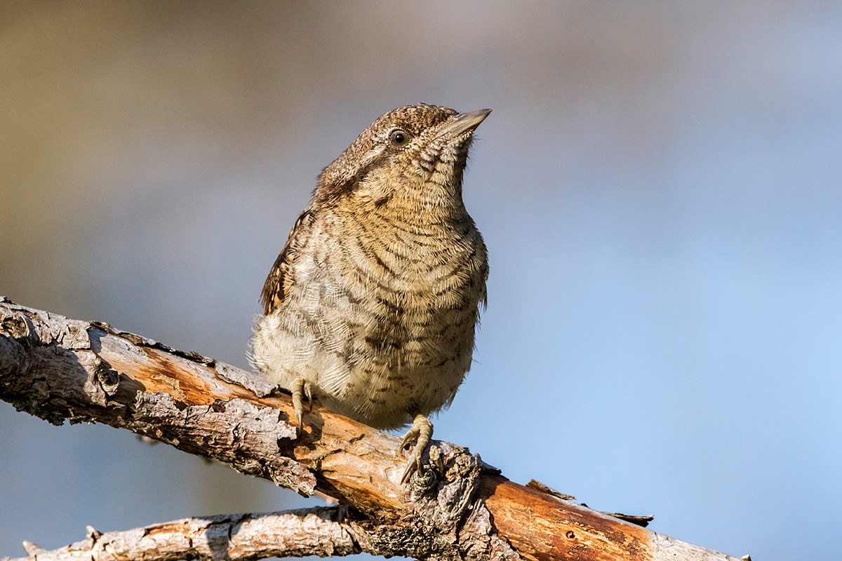 Picchio torcicollo ( jynx torquilla )