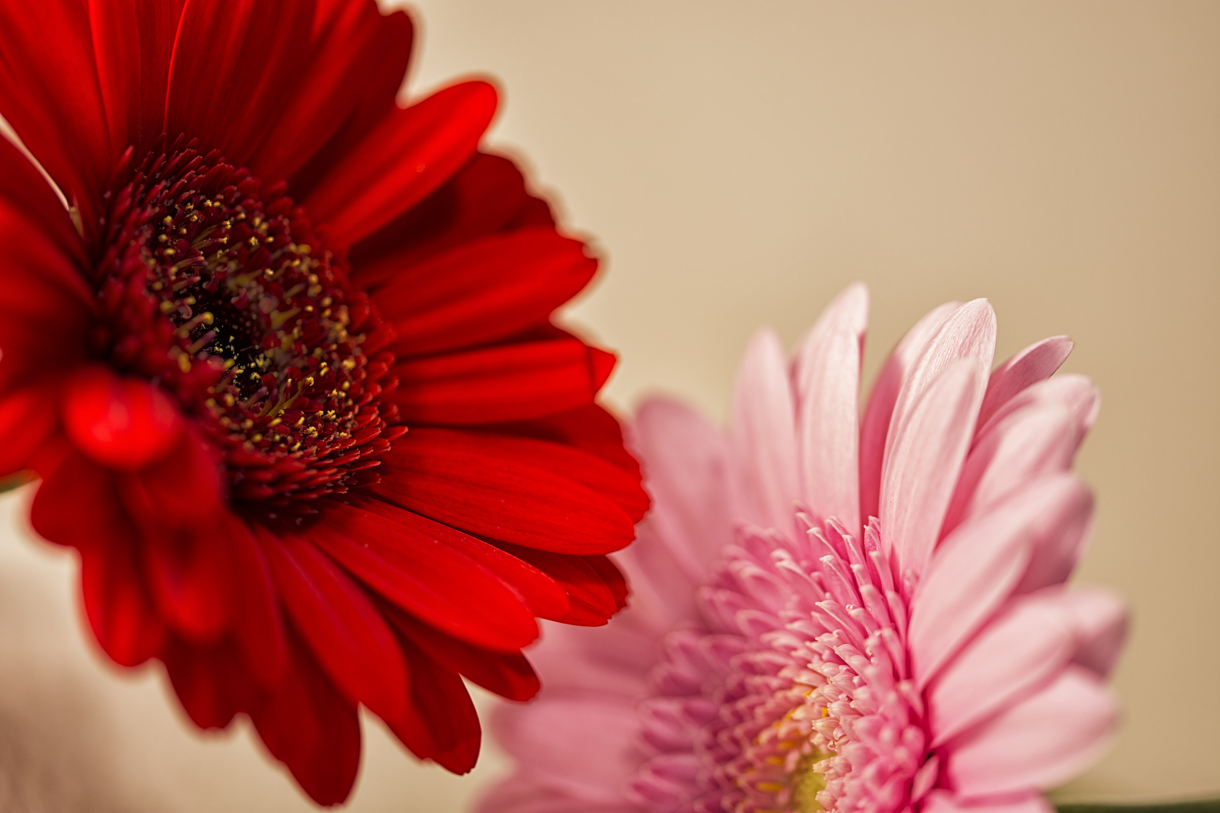 Gerbera