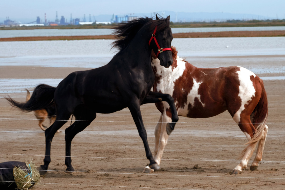 Two stallions in a chicken coop
