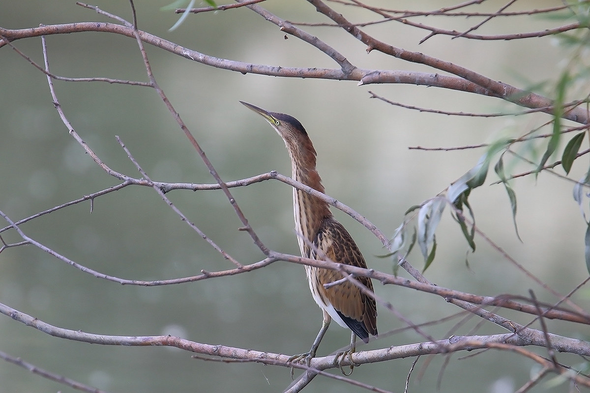 bittern
