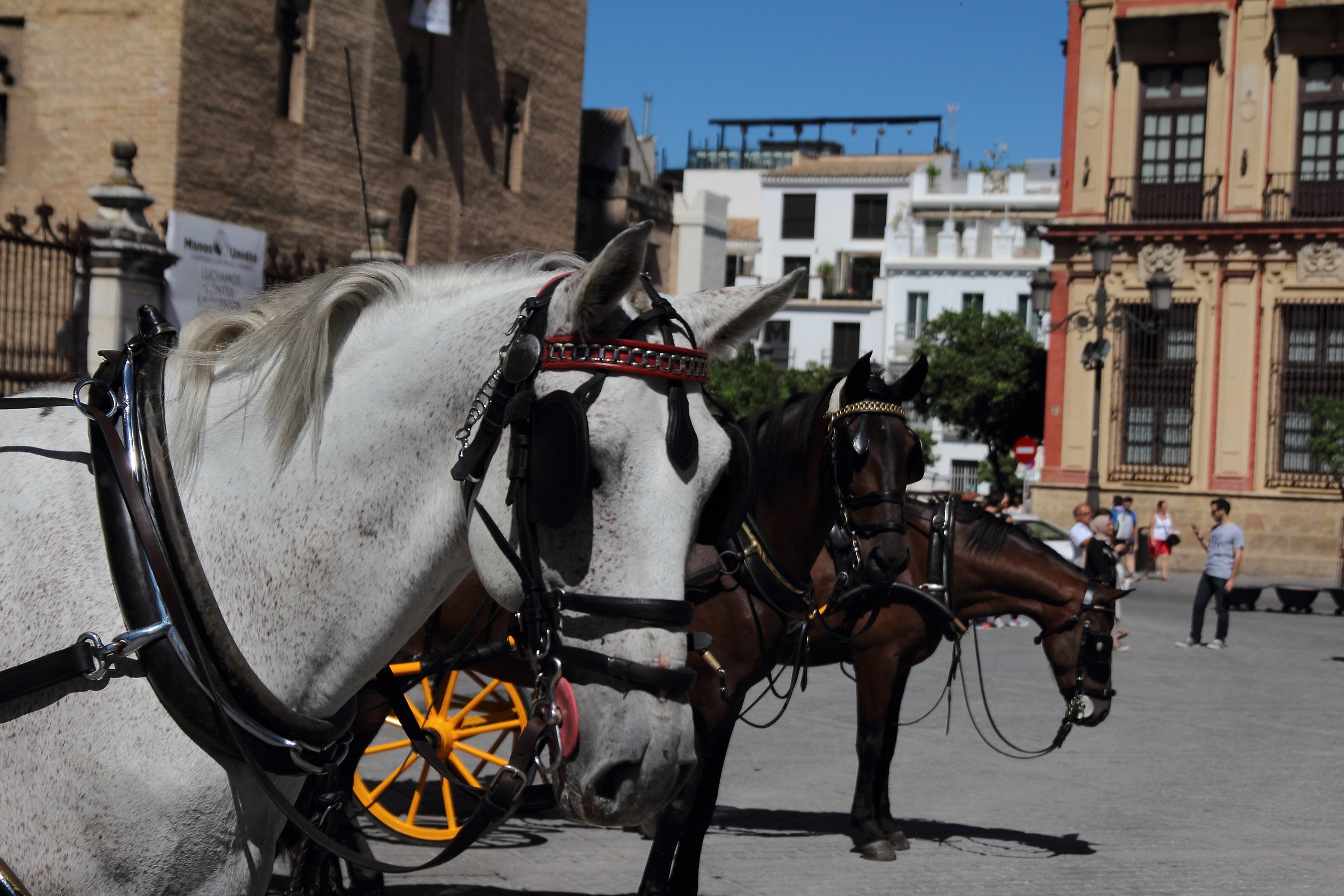 Horses in front of the Cathedral of Seville
