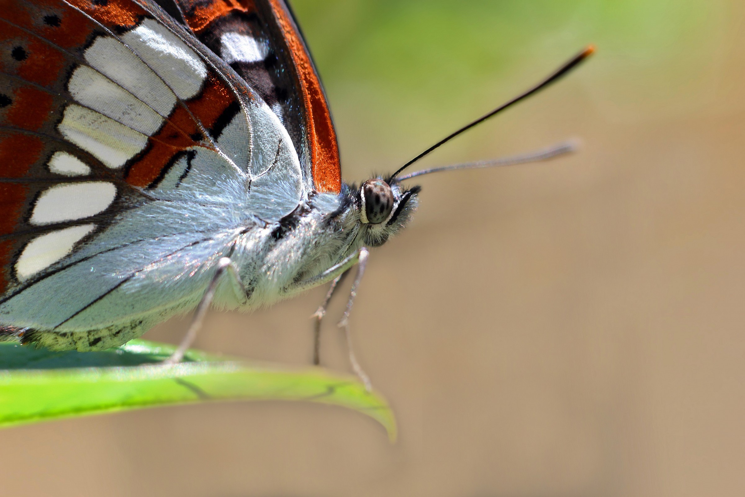 Farfalla variopinta Limentis Reducta