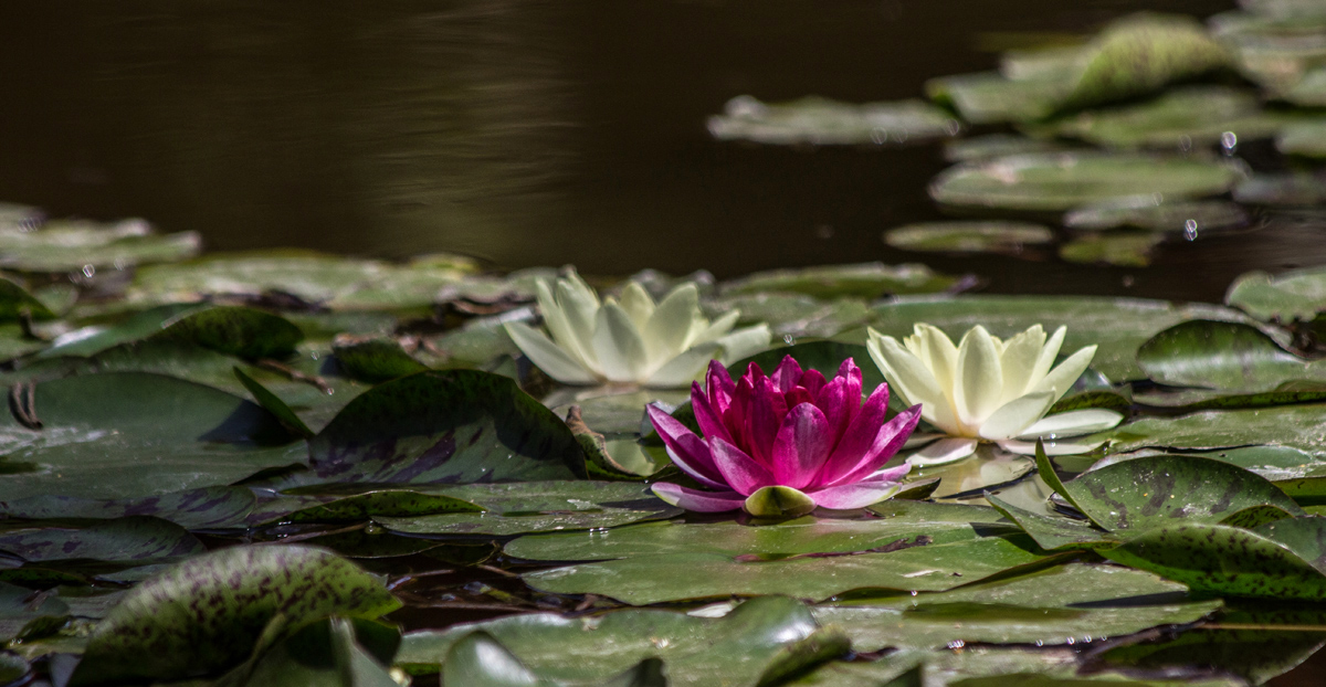 The lilies of the Jardin Majorelle