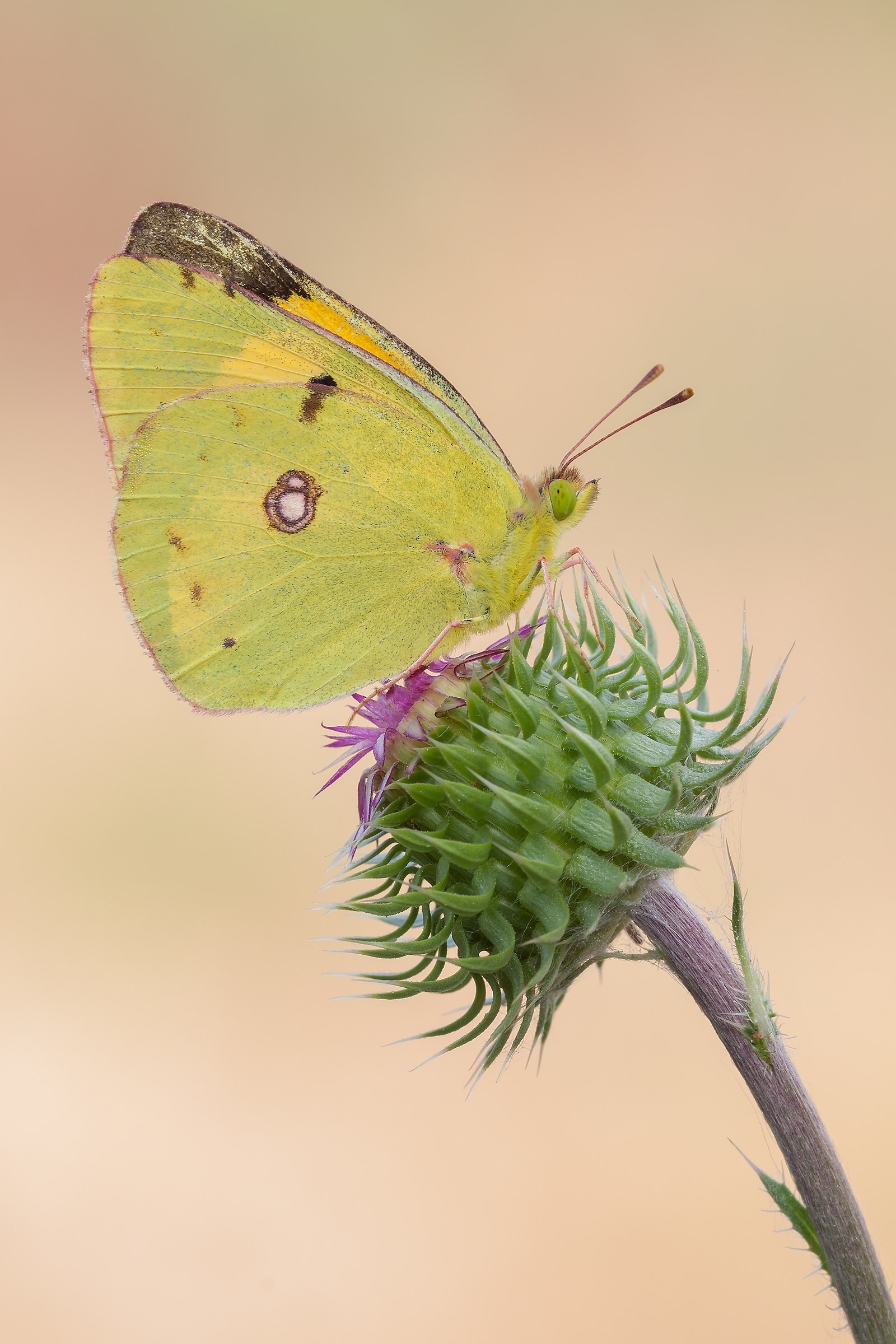 Colias crocea