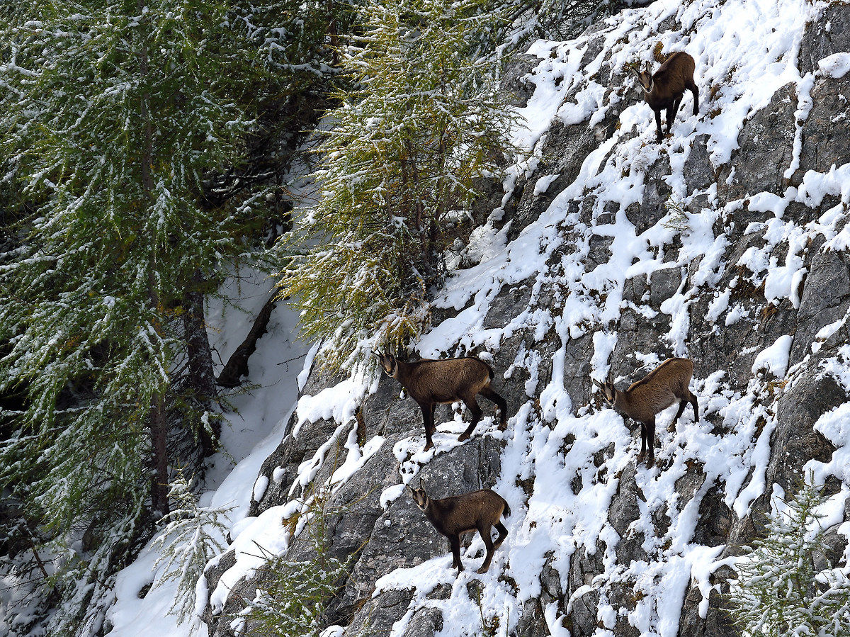 Perhaps they have seen!