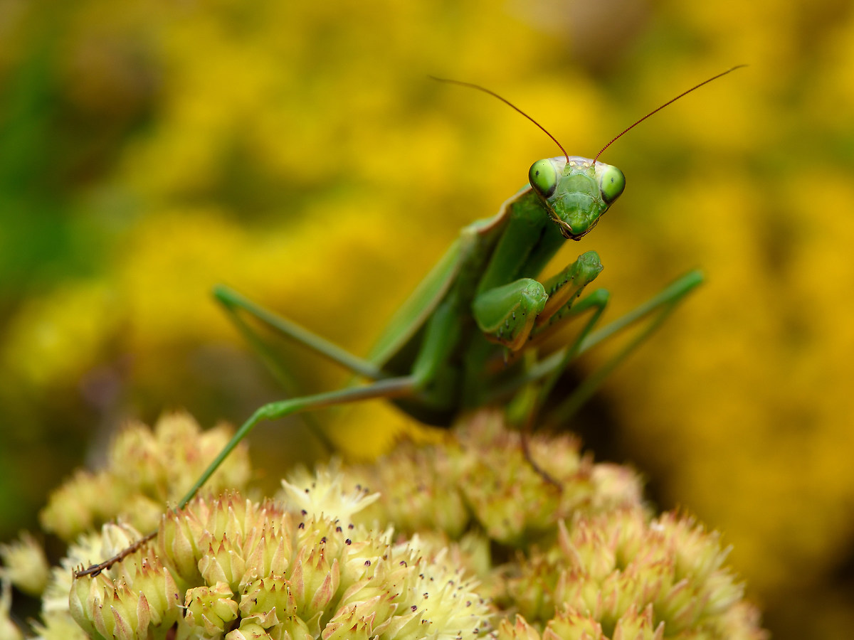 Praying Mantis 4