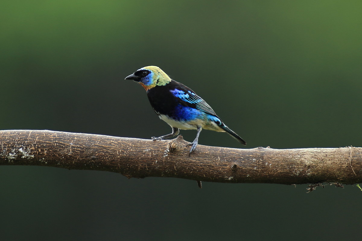 golden-hooded tanager (Tangara disguised)