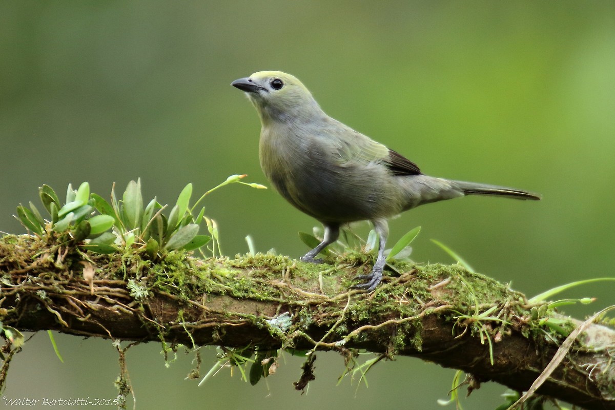 blue-gray tanager (Thraupis episcopus)