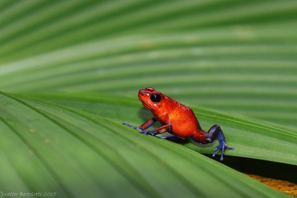 strawberry poison-dart frog (Oophaga pumilio)