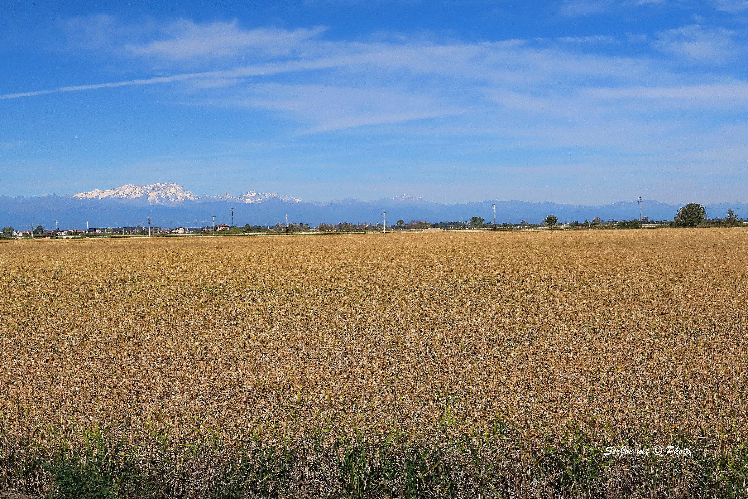 oro giallo - il riso è maturo ai piedi del Monte Rosa