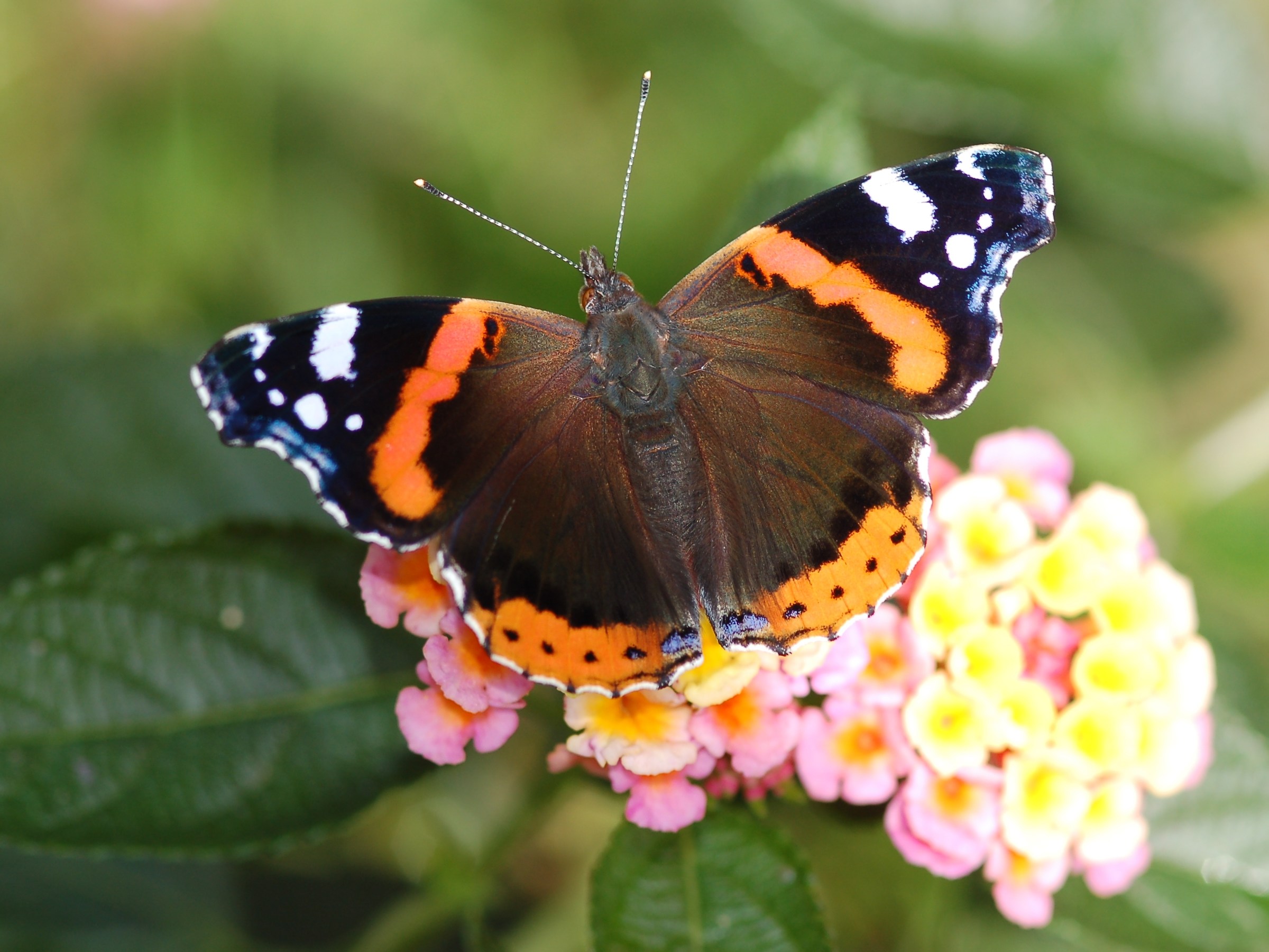 Vanessa Atalanta su Lantana