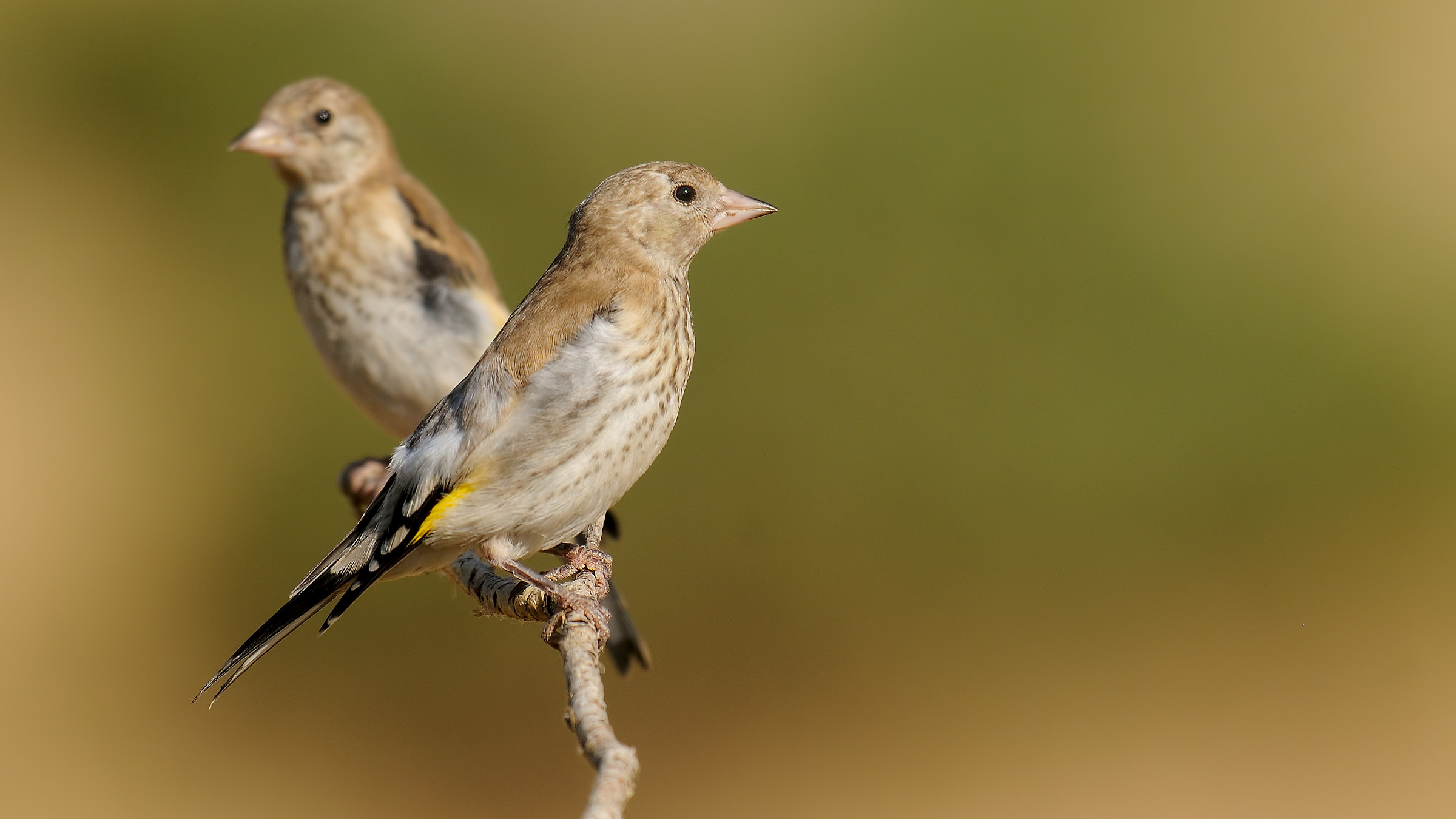 Cardellino / Carduelis carduelis