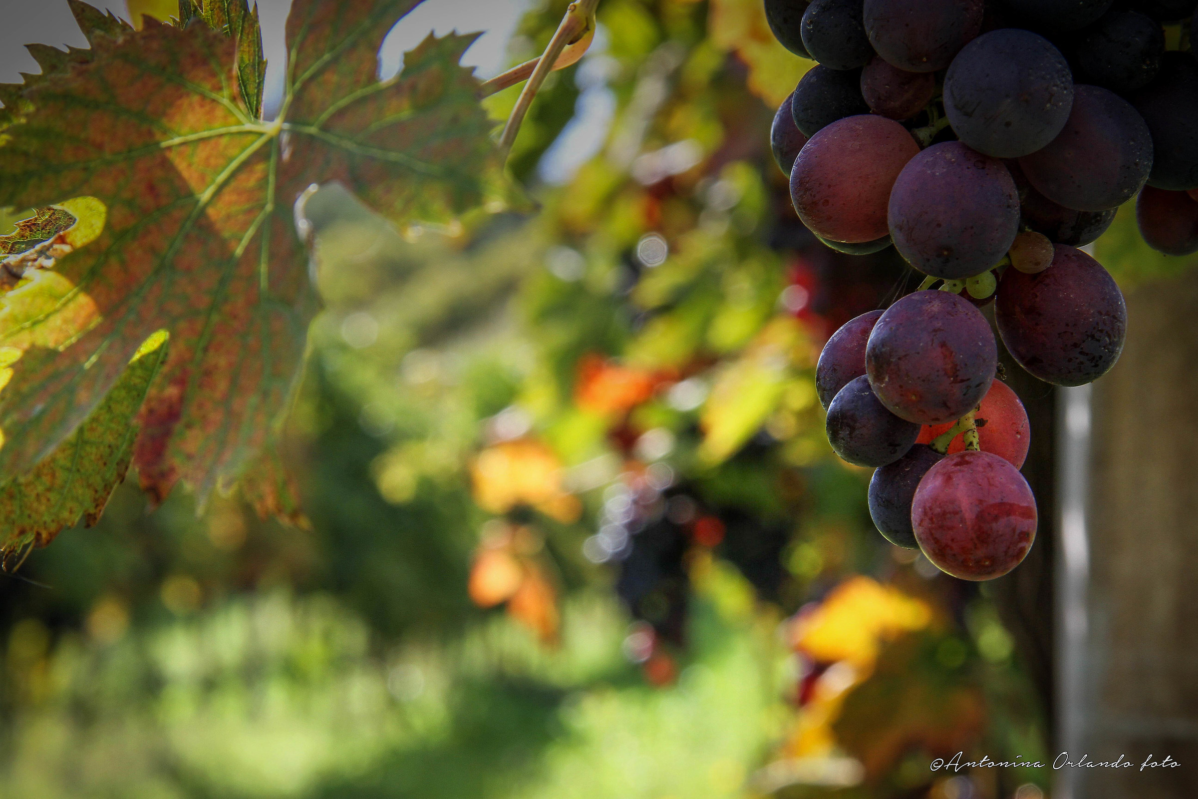 Autunno, eplosione di colori !!