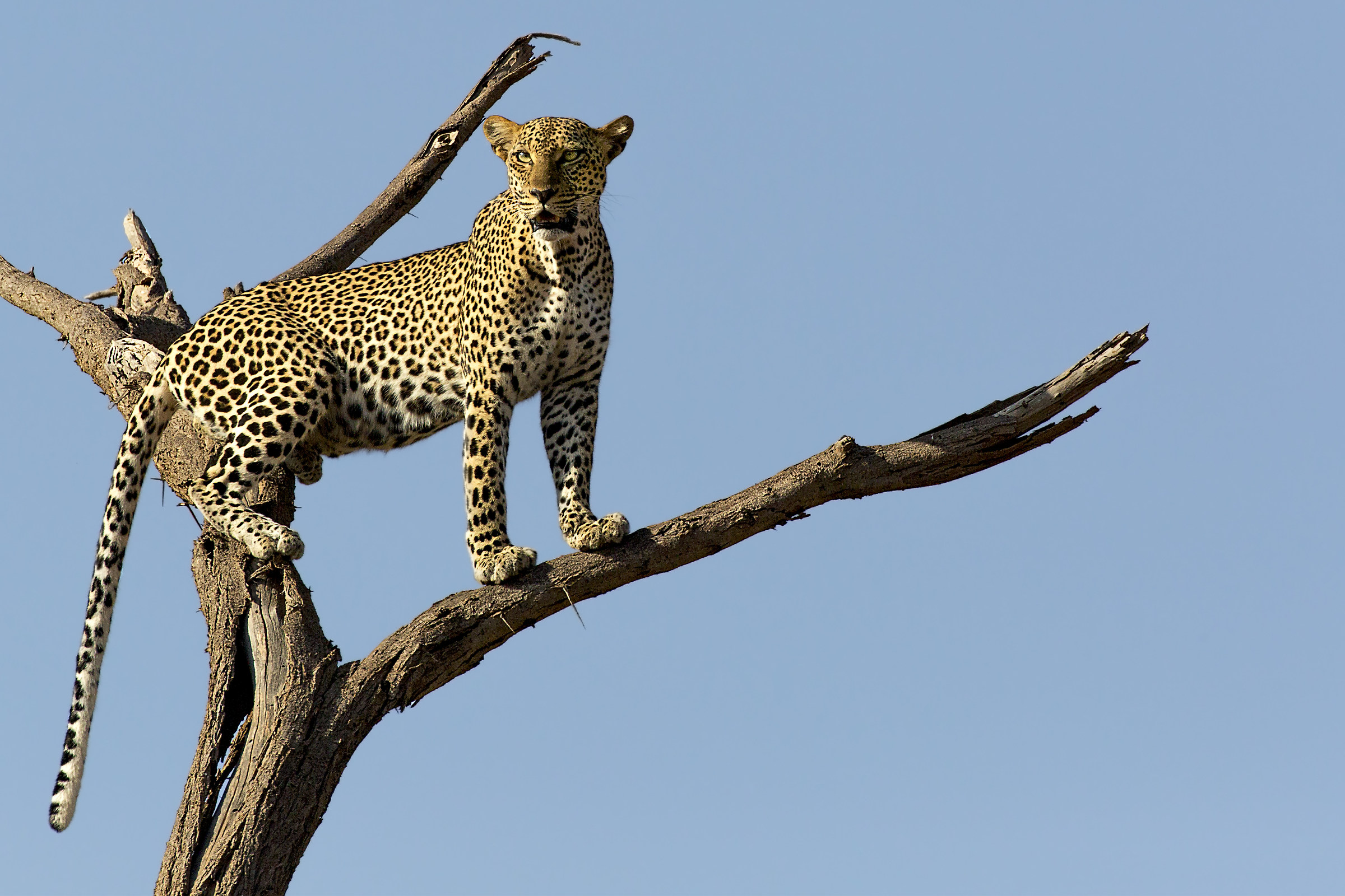 Volteggiando tra i rami