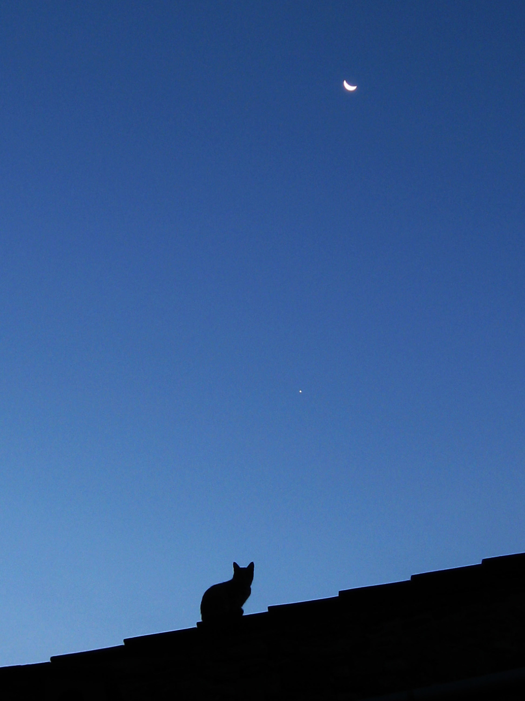 La gatta sul tetto che scotta