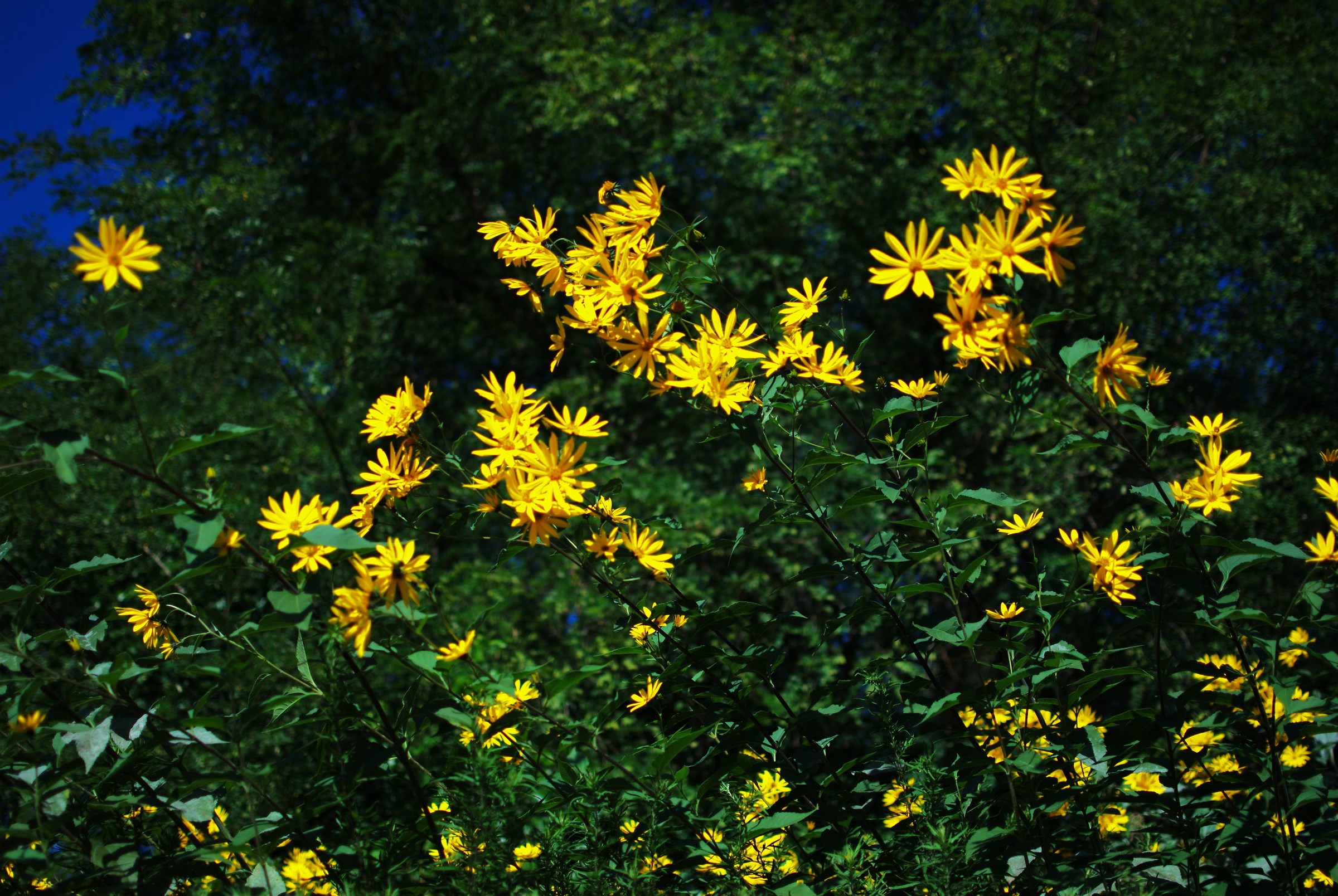 Arnica
