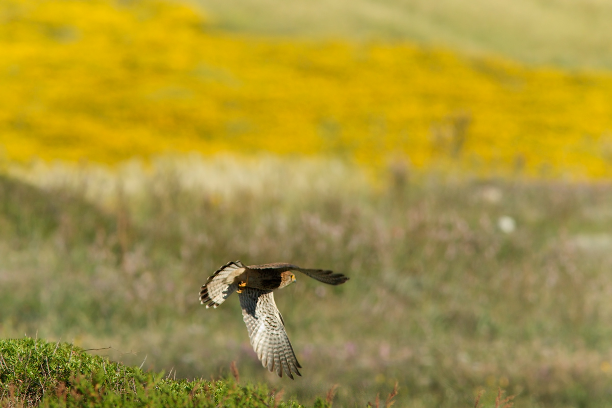 Gheppio di primavera