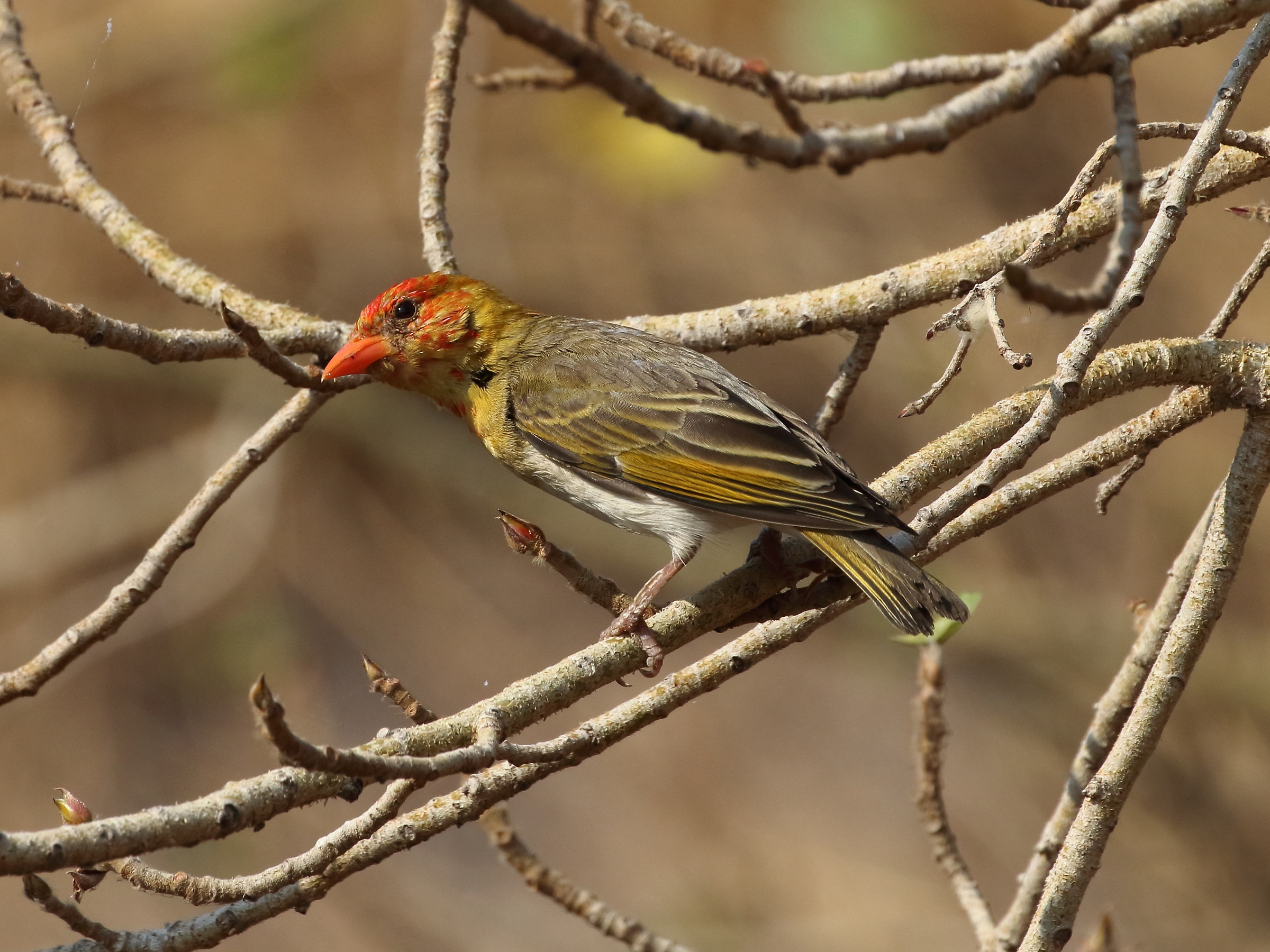 red billed quelea