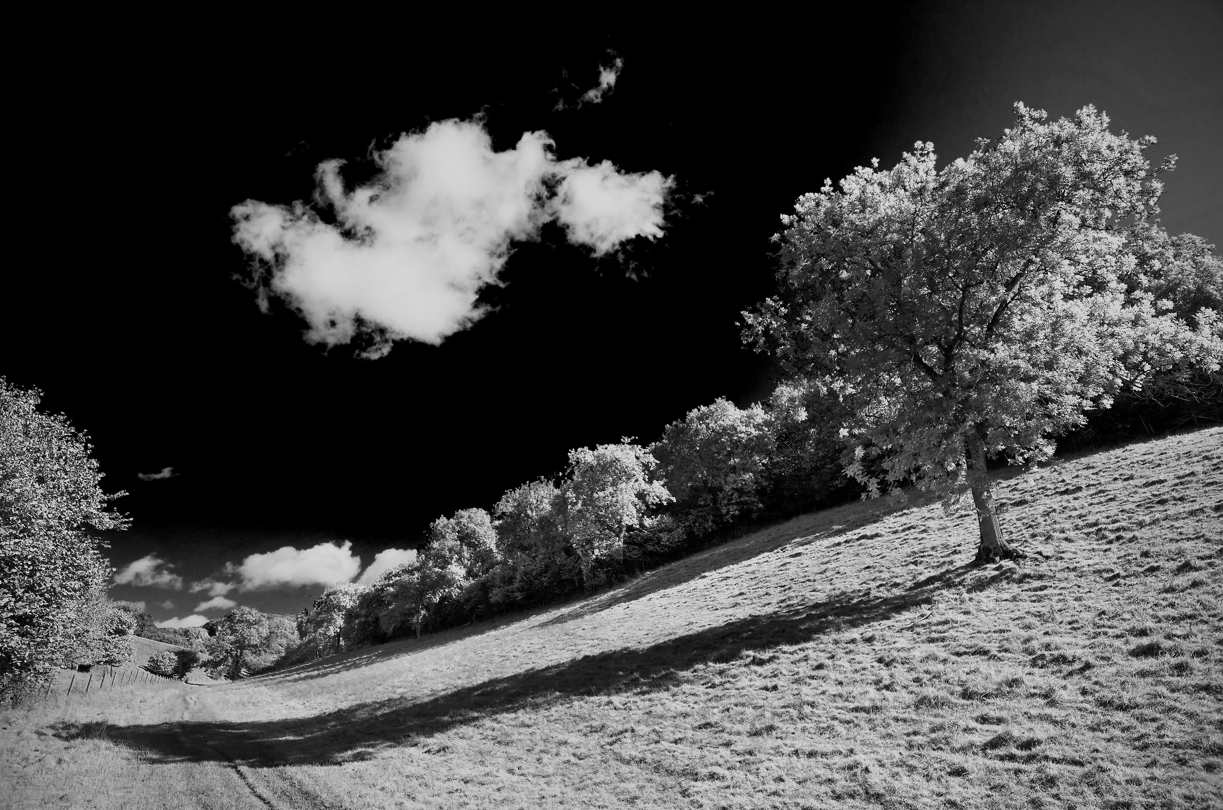Tree on Cranborne Chase