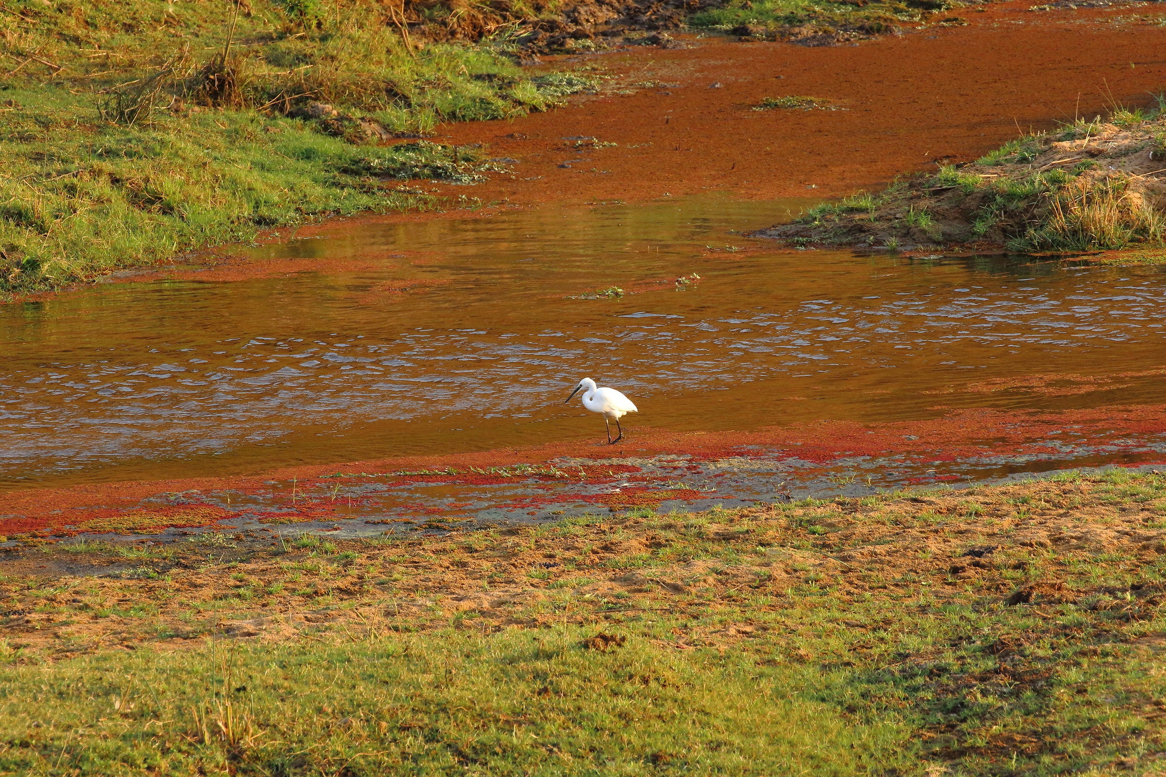 white egret & colors