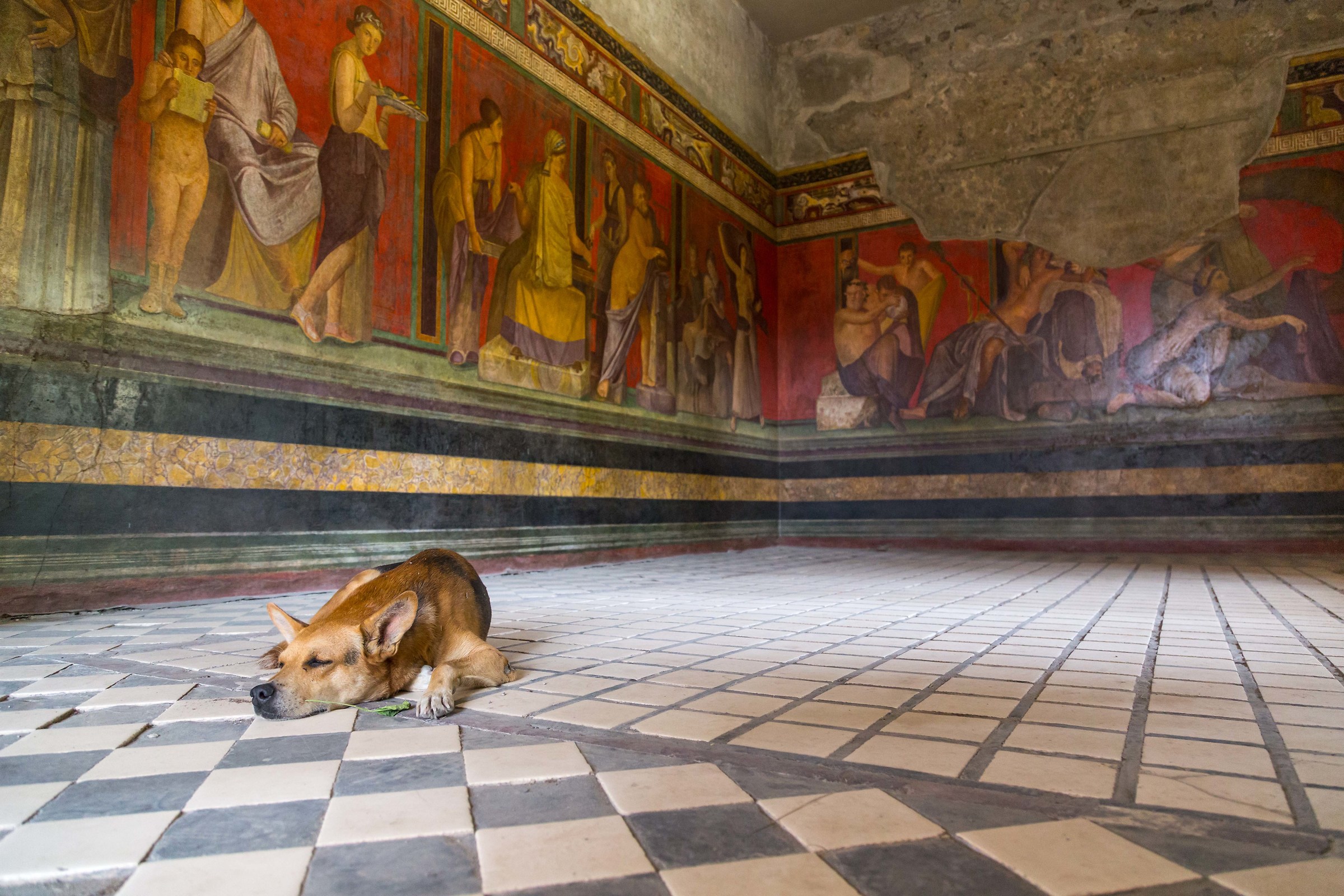 il randagio di pompei