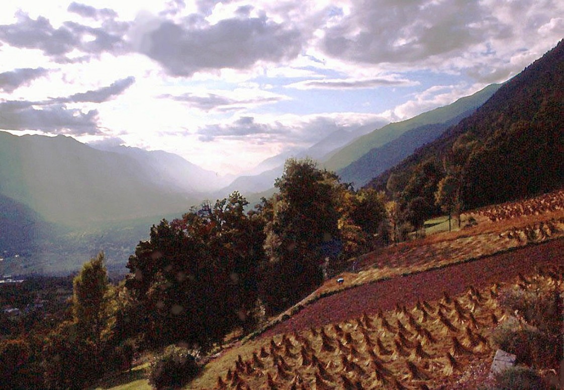 Sheaves of buckwheat