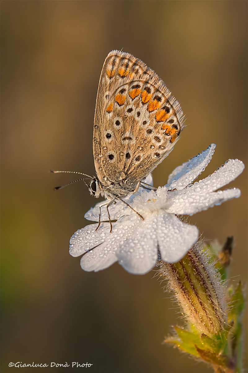 Polyommatus sp.