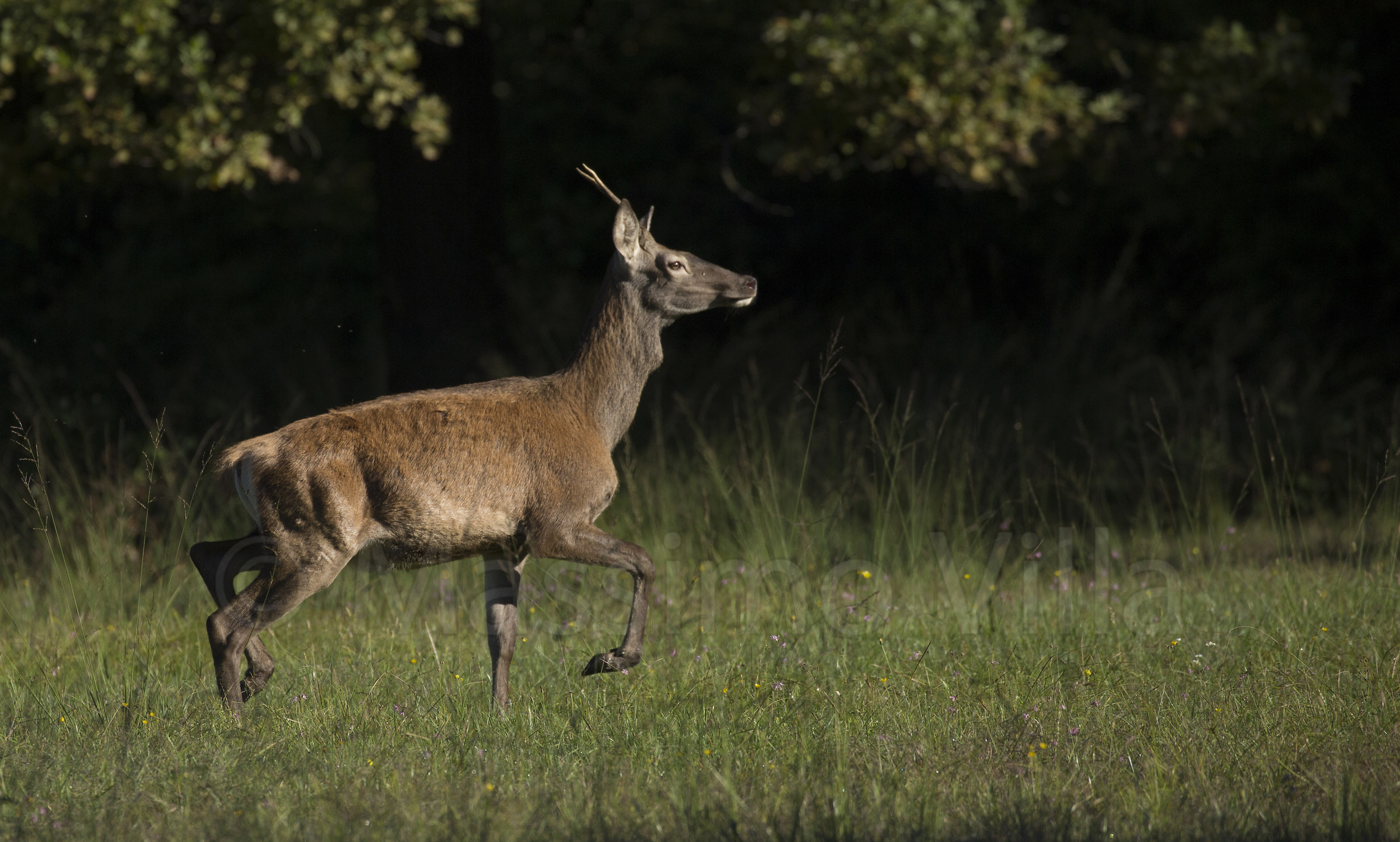 Fusone di cervo maschio