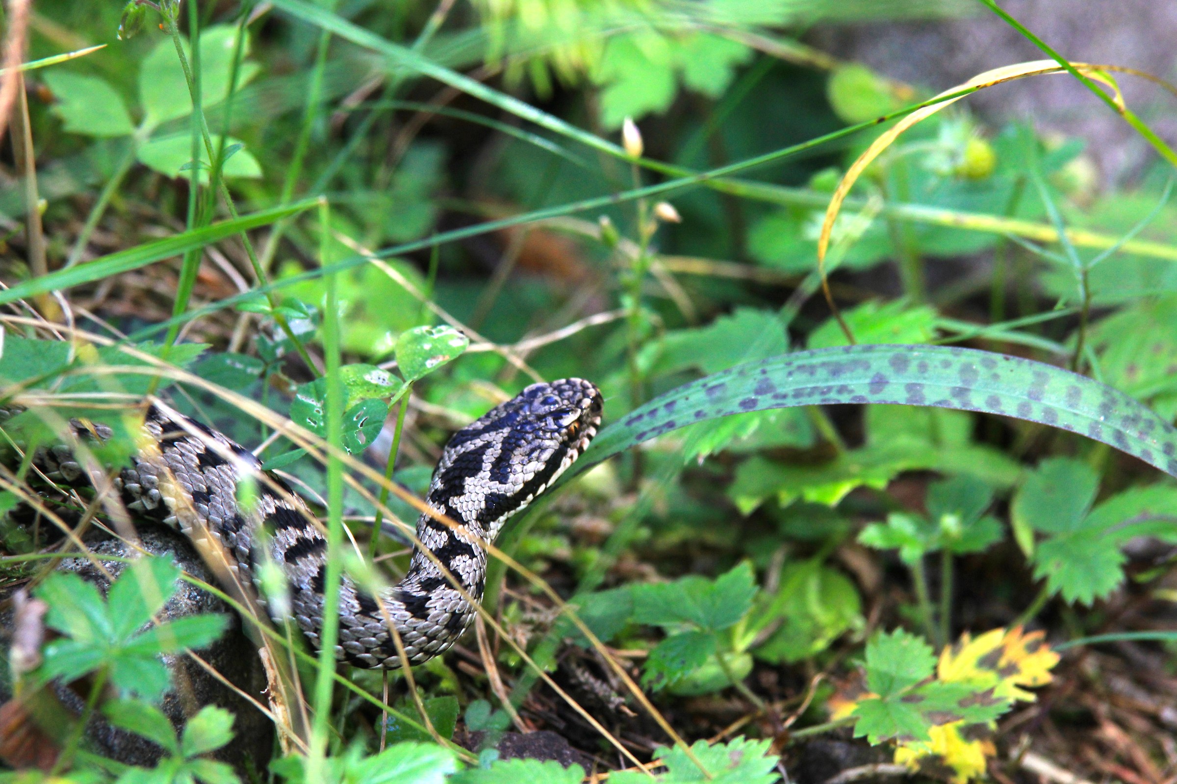 incontro lungo il sentiero...vipera berus